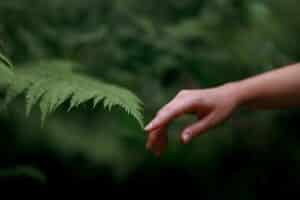 A woman's hand and a fern leaf.